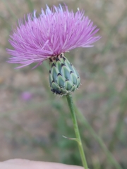 Mantisalca salmantica