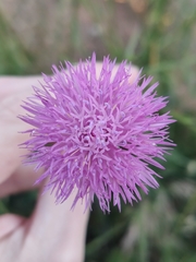 Mantisalca salmantica