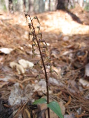 Neottia bifolia