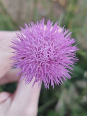 Mantisalca salmantica