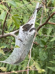 Euproctis chrysorrhoea