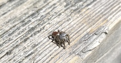 Habronattus decorus