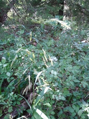 Bromus pubescens