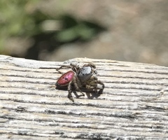 Habronattus decorus