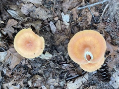 Amanita arkansana