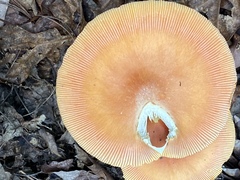 Amanita arkansana