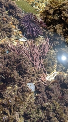 Calliarthron tuberculosum