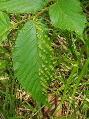 Taphrina ulmi