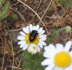 Heliotaurus ruficollis