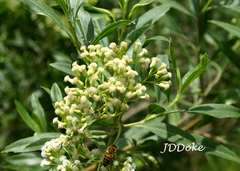 Baccharis punctulata