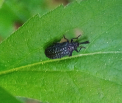 Microrhopala excavata
