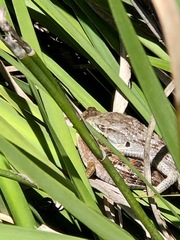 Elgaria multicarinata multicarinata