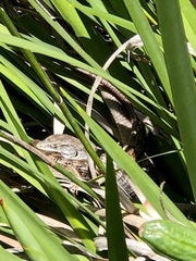 Elgaria multicarinata multicarinata