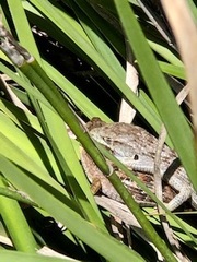 Elgaria multicarinata multicarinata