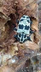 Acanthoderes funeraria