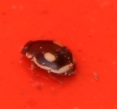 Hyperaspis paludicola