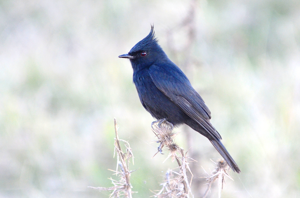 Crested Black-Tyrant (Knipolegus lophotes) photo