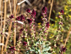 Lysimachia atropurpurea