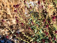 Lysimachia atropurpurea