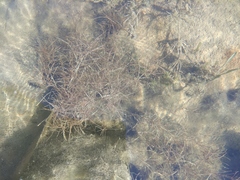 Zannichellia pedunculata