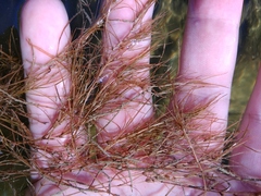 Zannichellia pedunculata