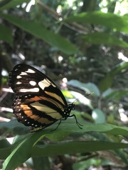 Lycorea halia cleobaea