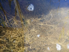 Zannichellia pedunculata