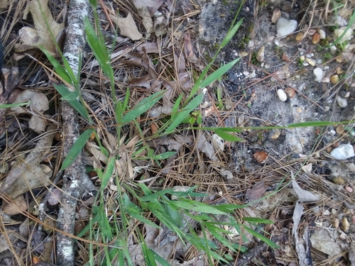 Image of Dichanthelium villosissimum by (c) Will McFarland, some rights reserved (CC BY)