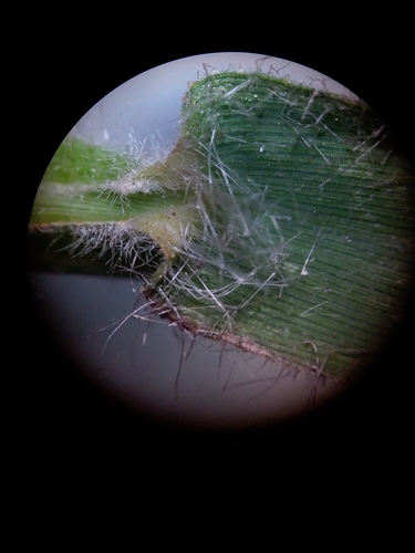 Image of Dichanthelium villosissimum by (c) Will McFarland, some rights reserved (CC BY)
