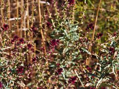 Lysimachia atropurpurea