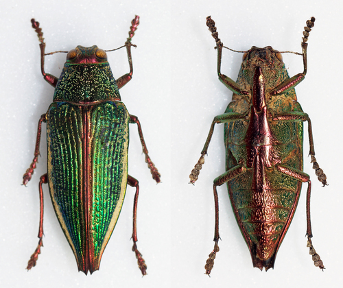 Psiloptera attenuata