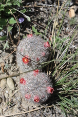 Mammillaria pottsii