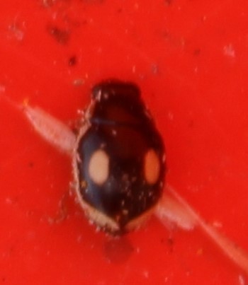 Hyperaspis paludicola