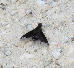 Hemipenthes velutina
