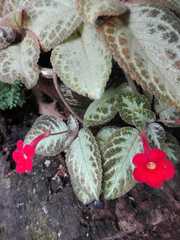 Episcia
