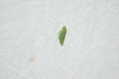Rugosana