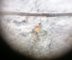 Scytodes