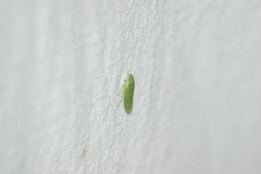 Rugosana