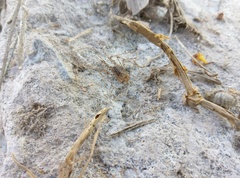 Scytodes
