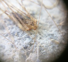 Scytodes