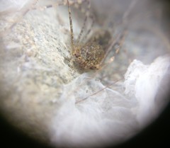 Scytodes