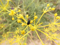 Heliotaurus ruficollis