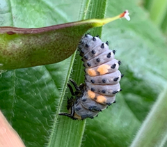 Coccinella septempunctata