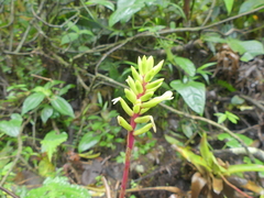 Guzmania rhonhofiana