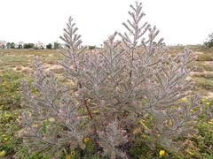 Echium asperrimum