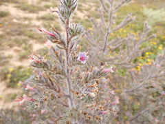Echium asperrimum