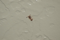 Pelonium leucophaeum