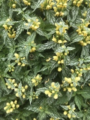 Lamium galeobdolon flavidum