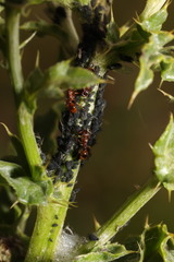 Aphis fabae cirsiiacanthoidis