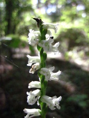 Spiranthes praecox